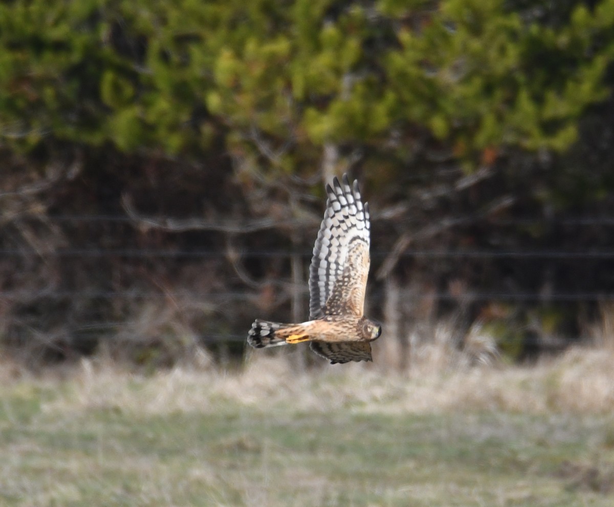 Northern Harrier - ML543484061