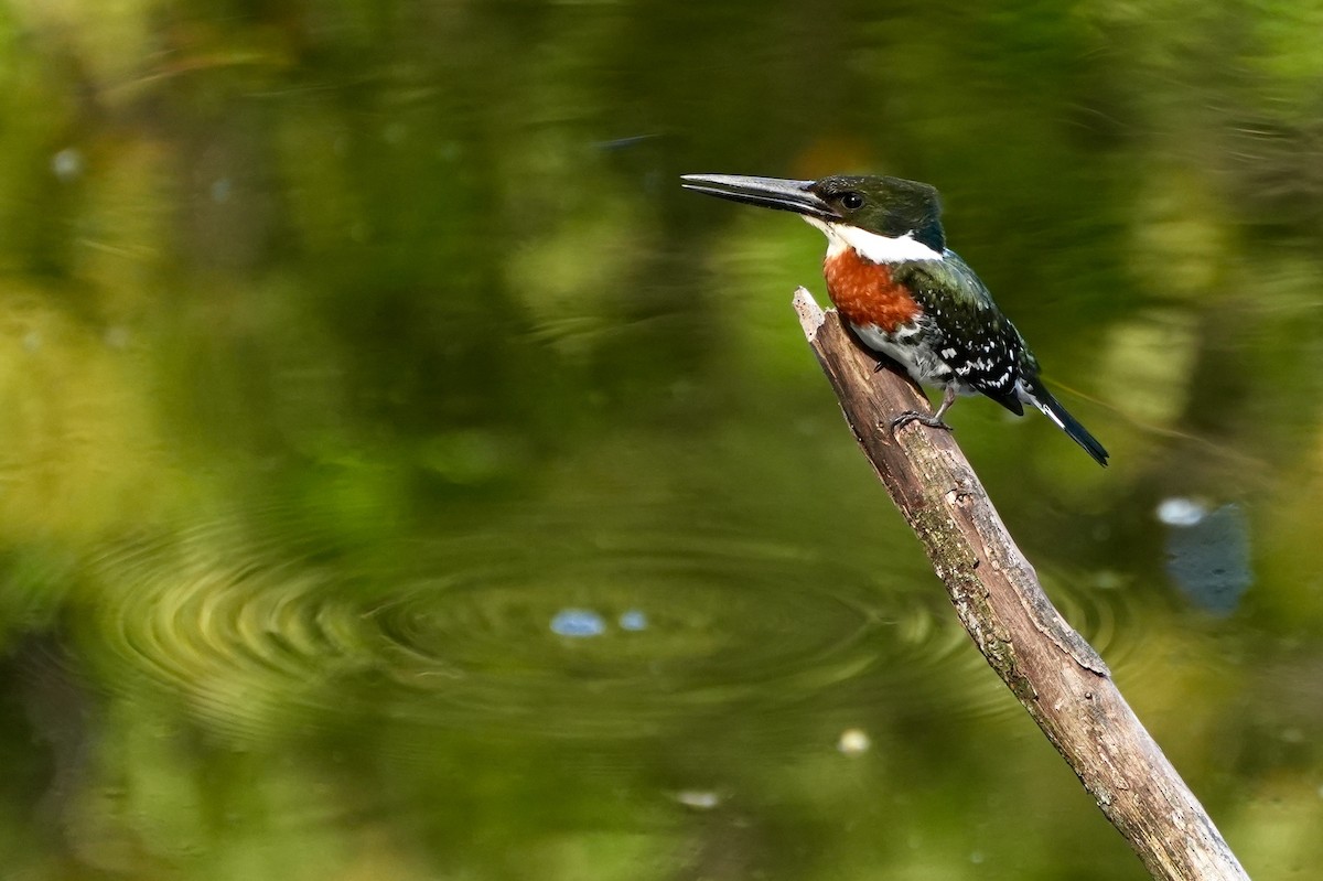 Green Kingfisher - Bill Reynolds
