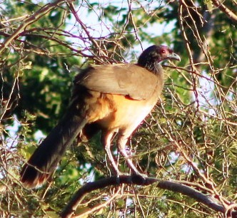 West Mexican Chachalaca - juventino chavez