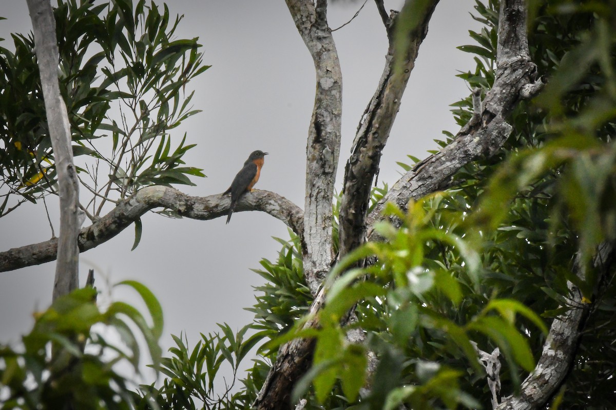 Chestnut-breasted Cuckoo - ML543486751