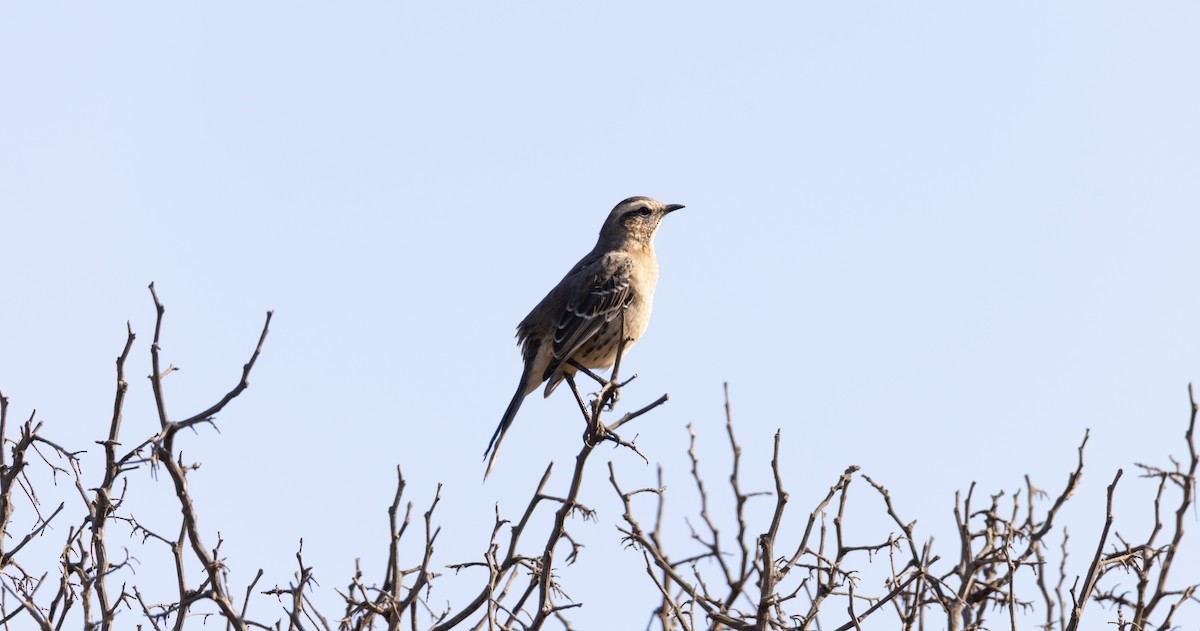 Chilean Mockingbird - ML543487831