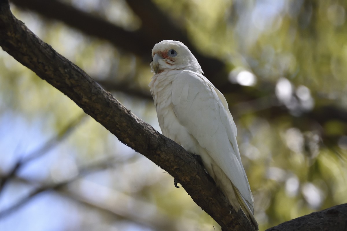 Little Corella - ML543487841