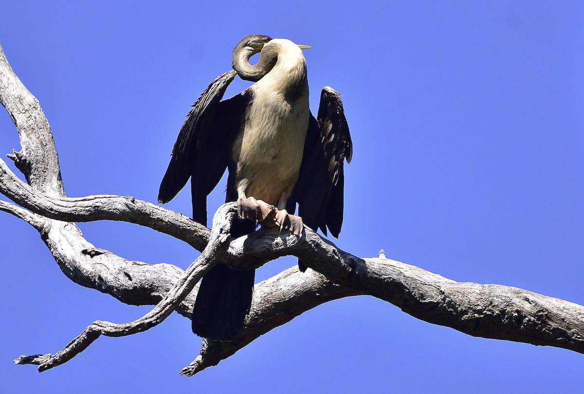 Australasian Darter - ML543487891