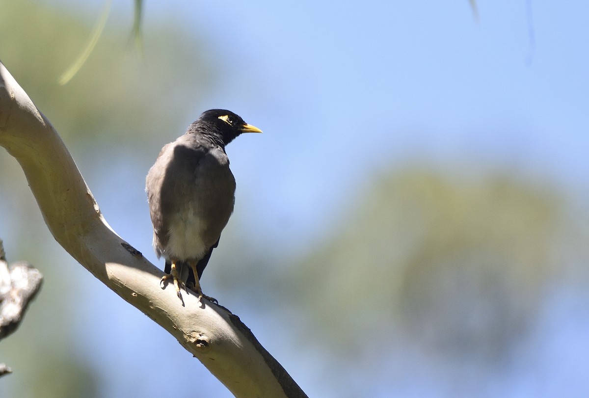 Common Myna - ML543487991