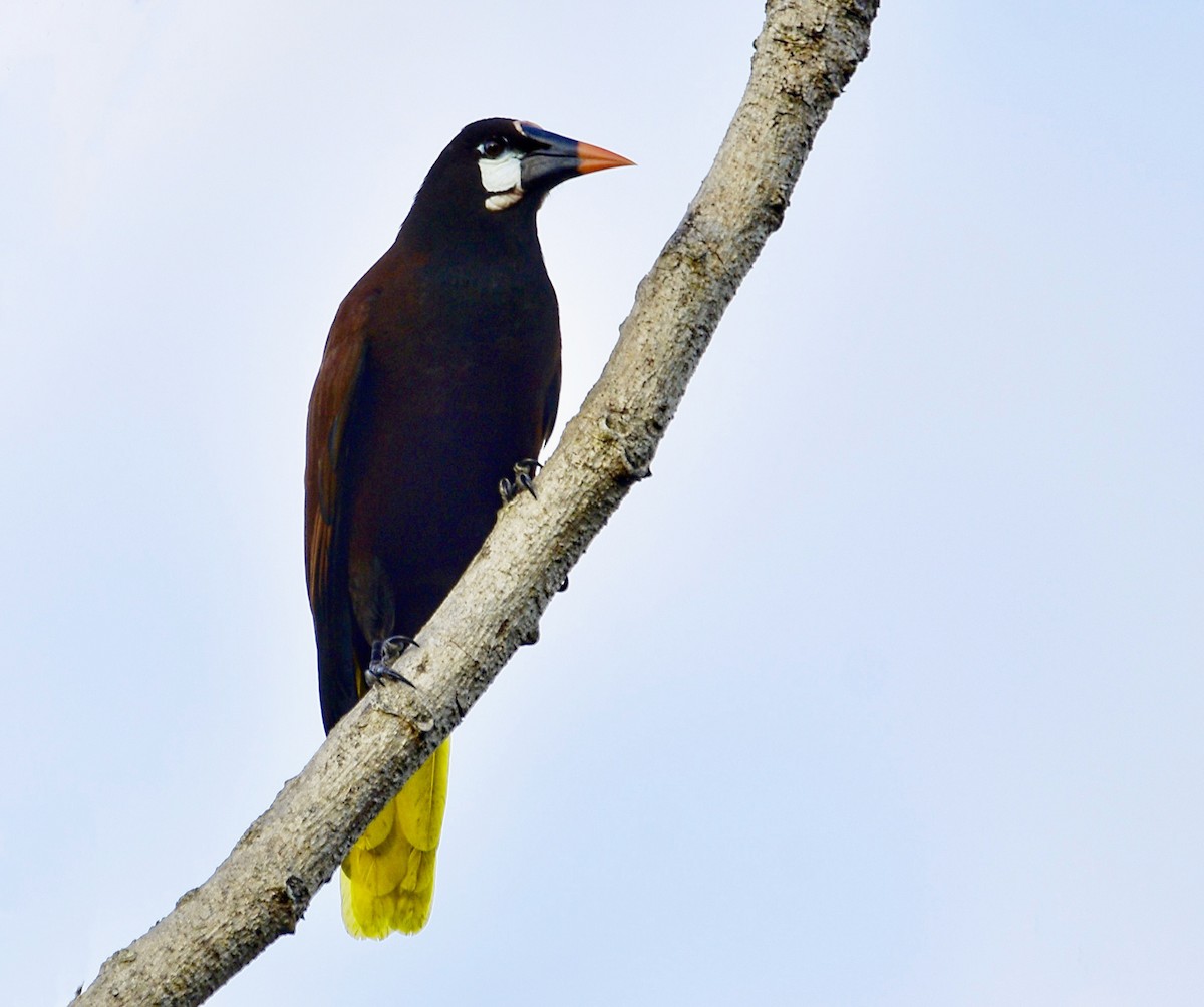 Montezuma Oropendola - ML543488131