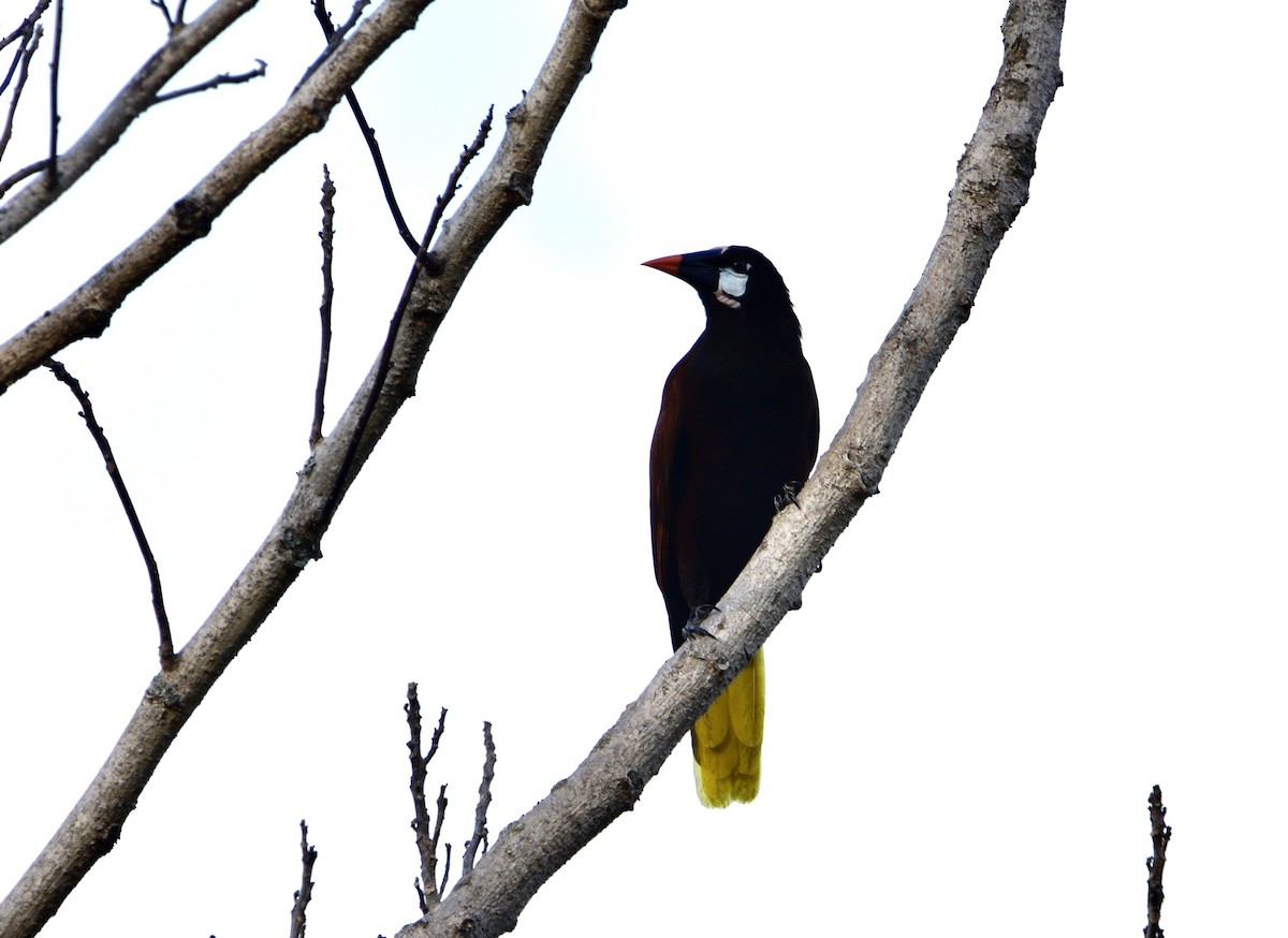 Montezuma Oropendola - ML543488181