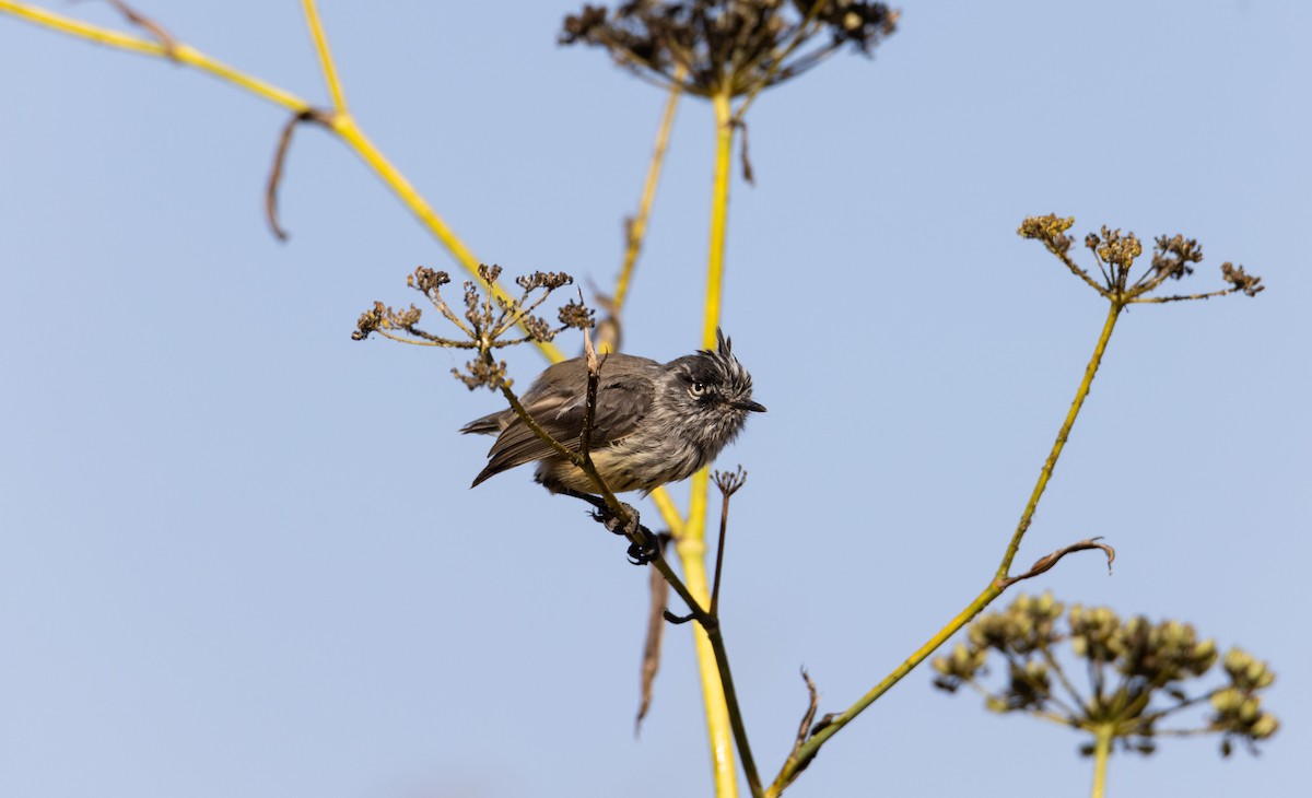 Taurillon mésange - ML543488831