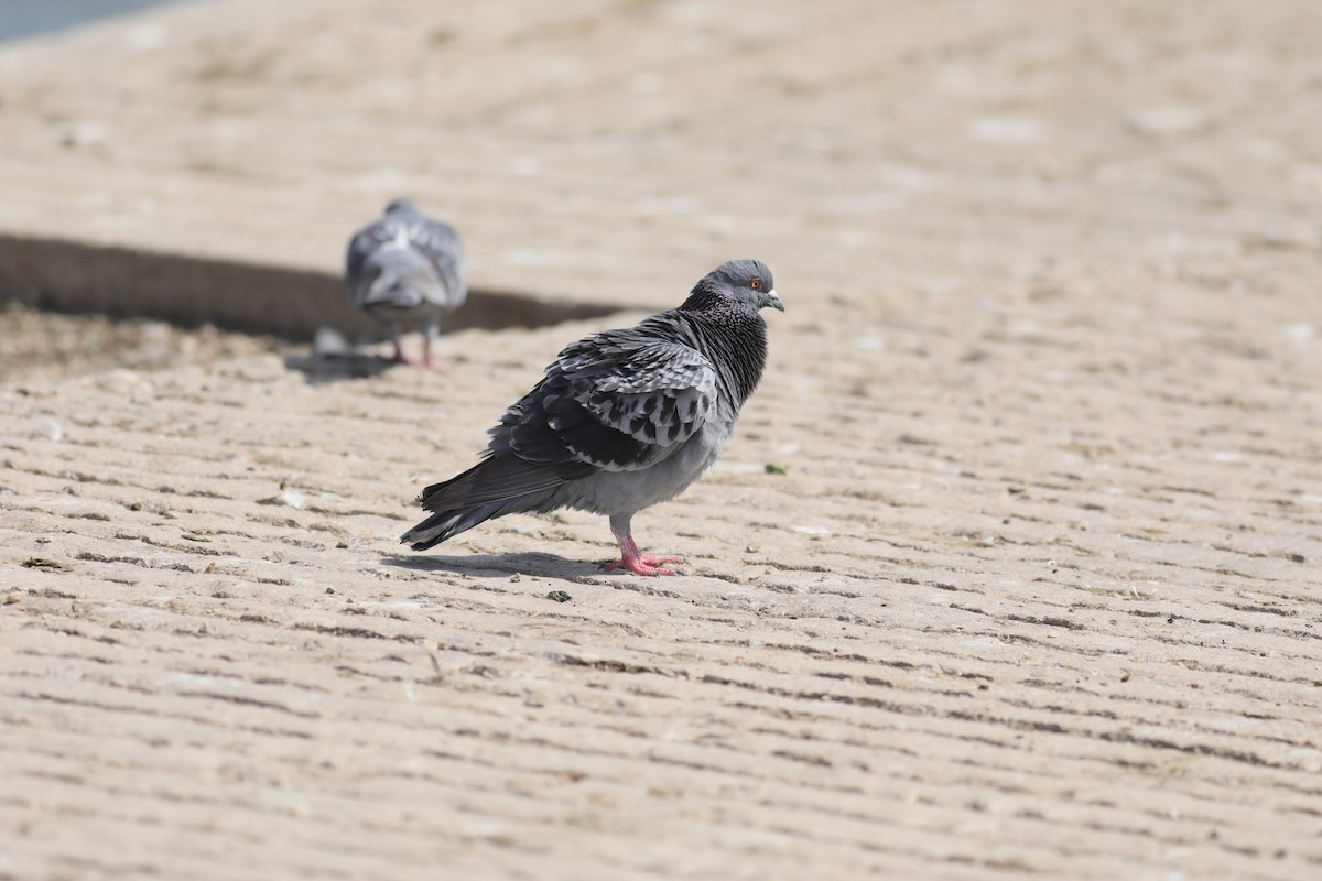 Rock Pigeon (Feral Pigeon) - ML543488901