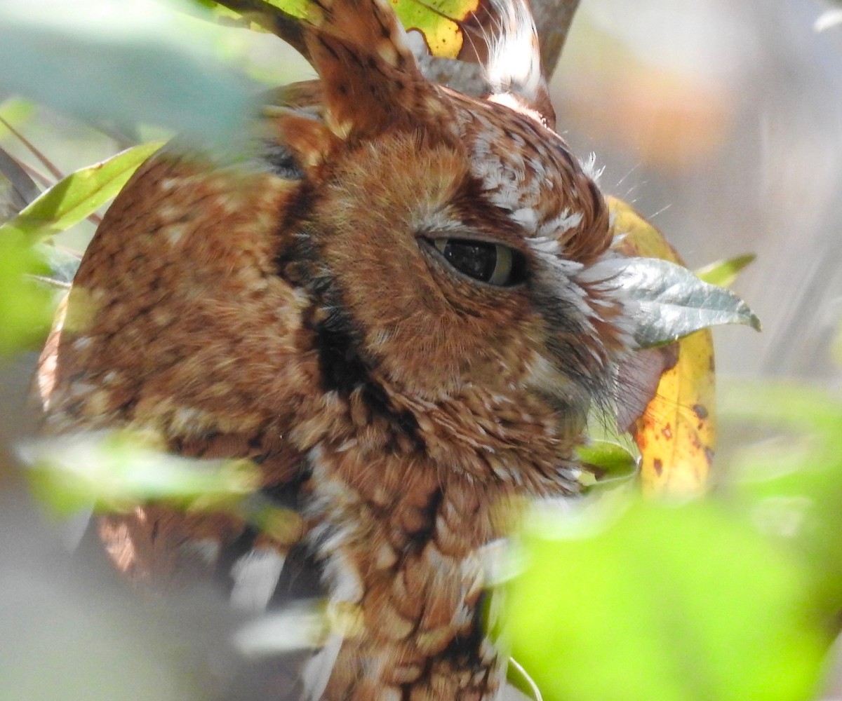 Eastern Screech-Owl - ML54348931