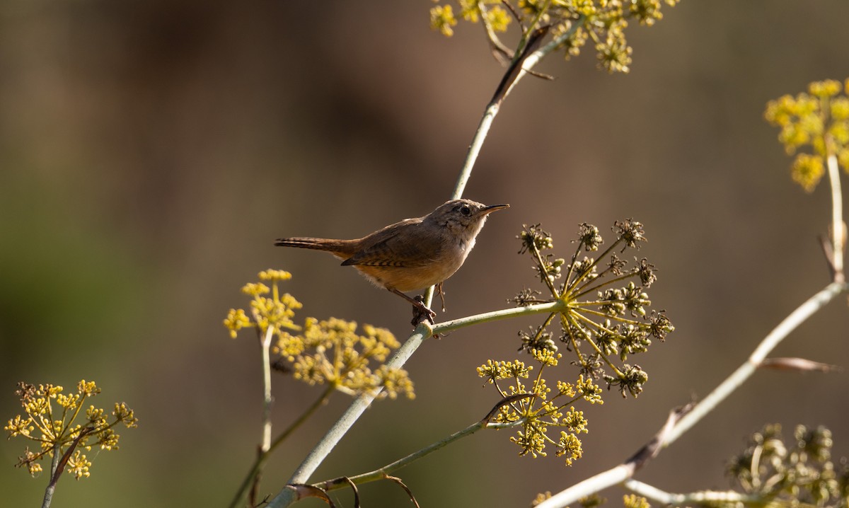 House Wren - ML543489871