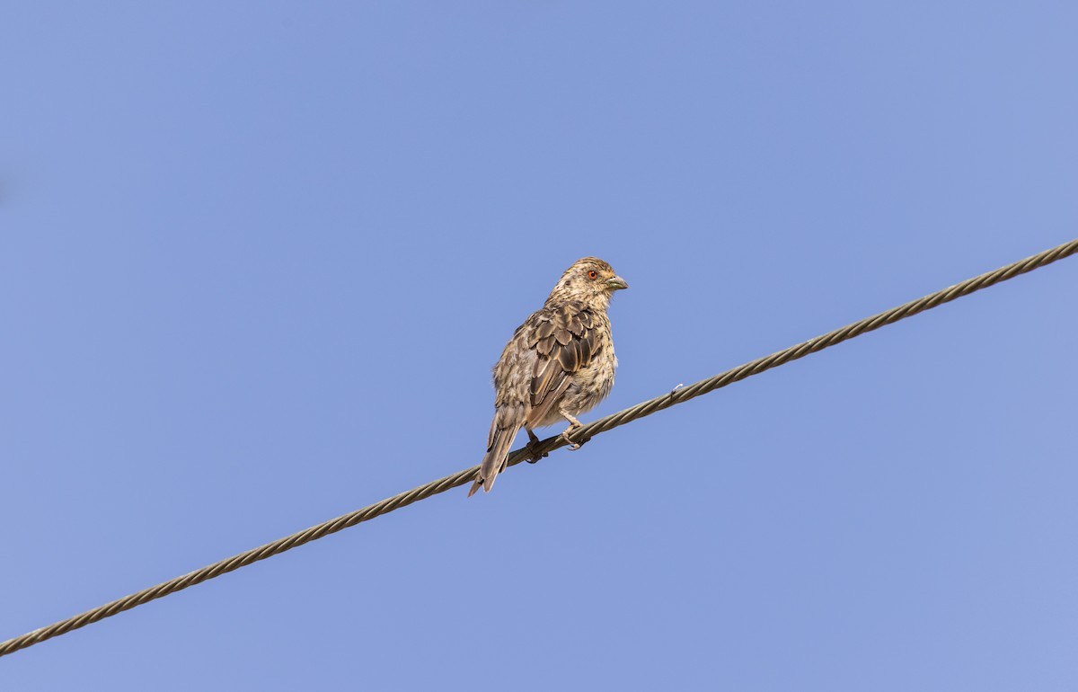 Rufous-tailed Plantcutter - ML543490061