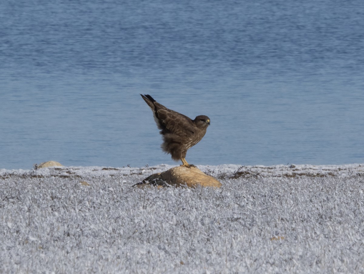 Common Buzzard - ML543491491