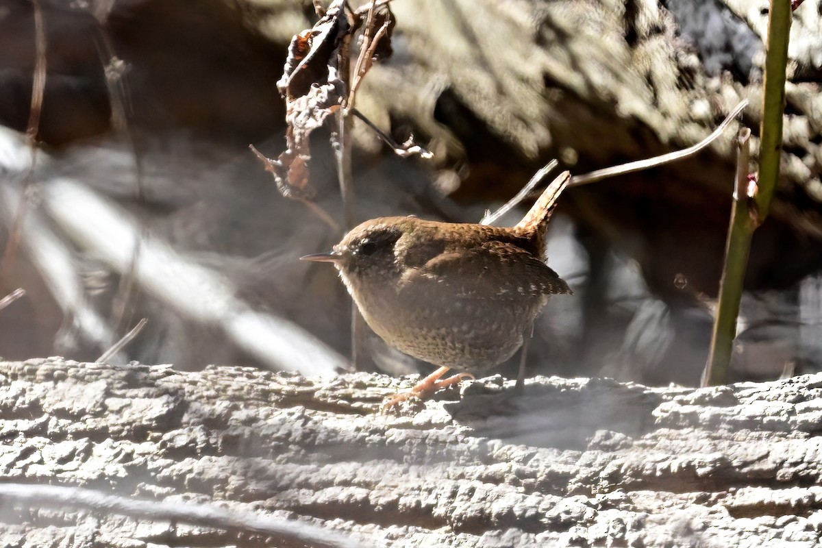 Winter Wren - ML543491691