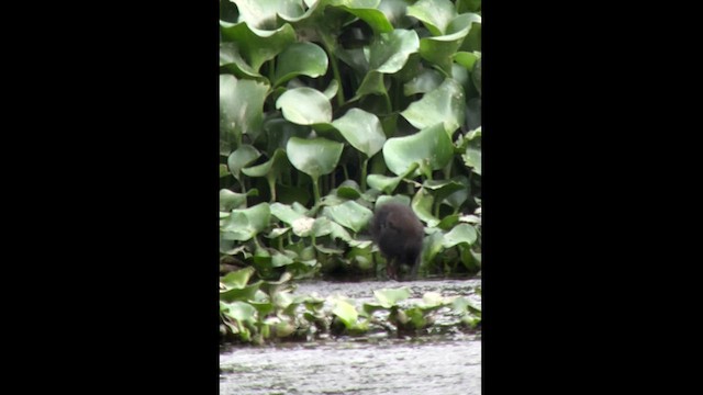 Blackish Rail - ML543492441