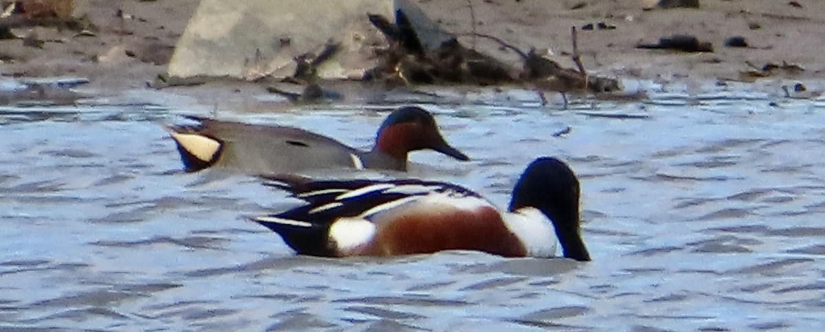 Northern Shoveler - ML543493461