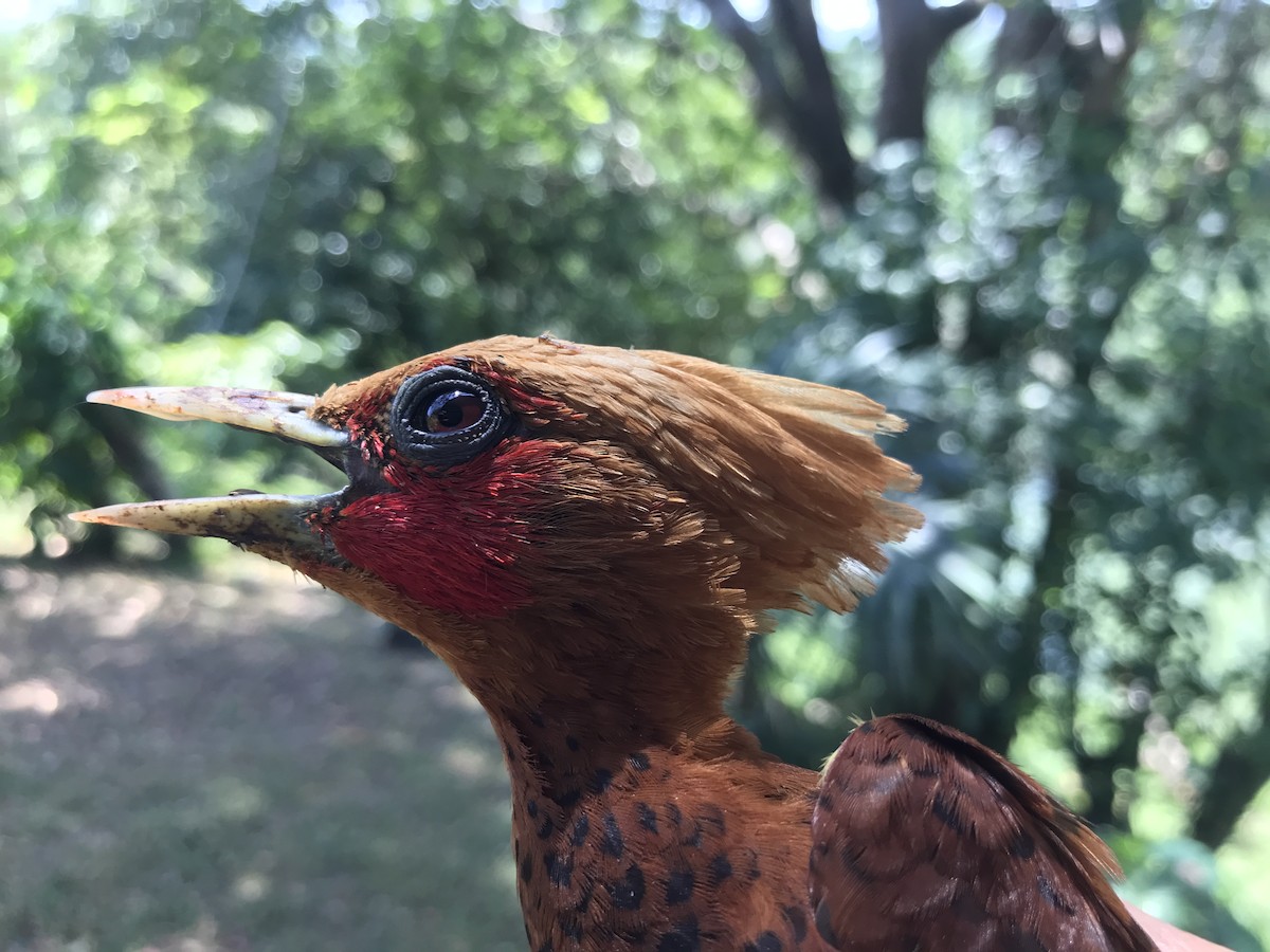 Chestnut-colored Woodpecker - ML543493831