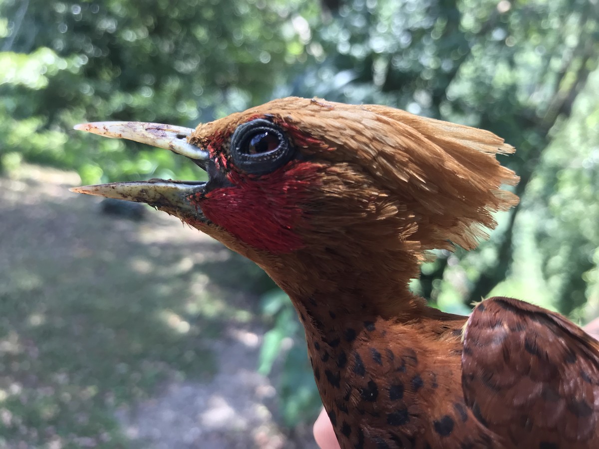 Chestnut-colored Woodpecker - ML543494311