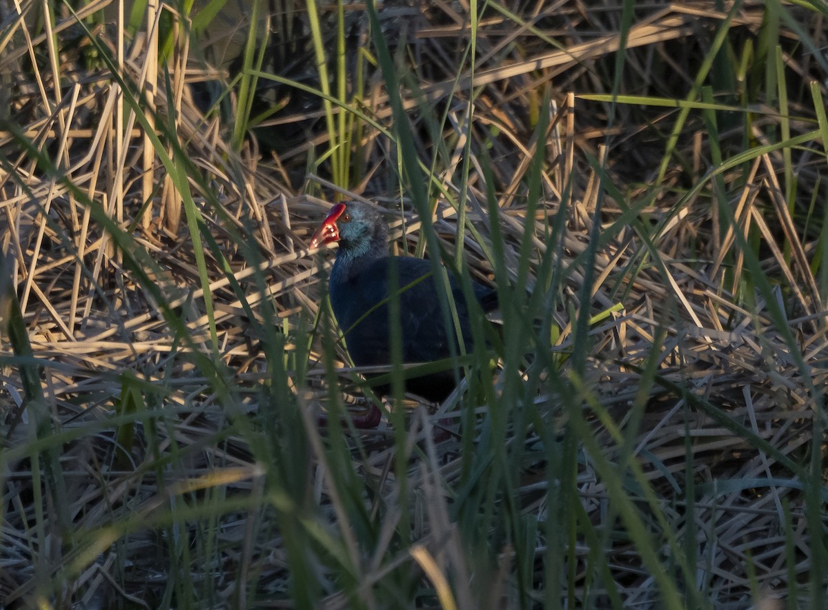 Western Swamphen - ML543494541