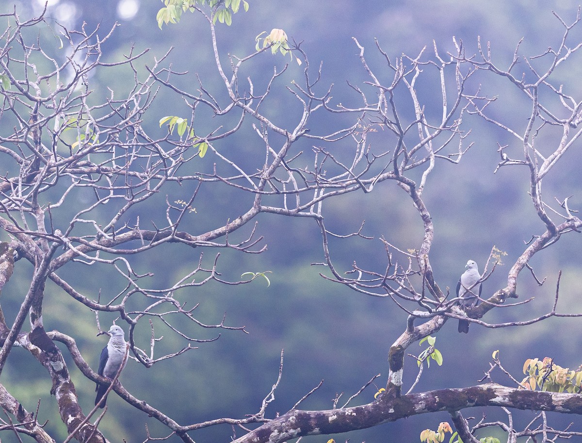 Nicobar Imperial-Pigeon - ML543494871