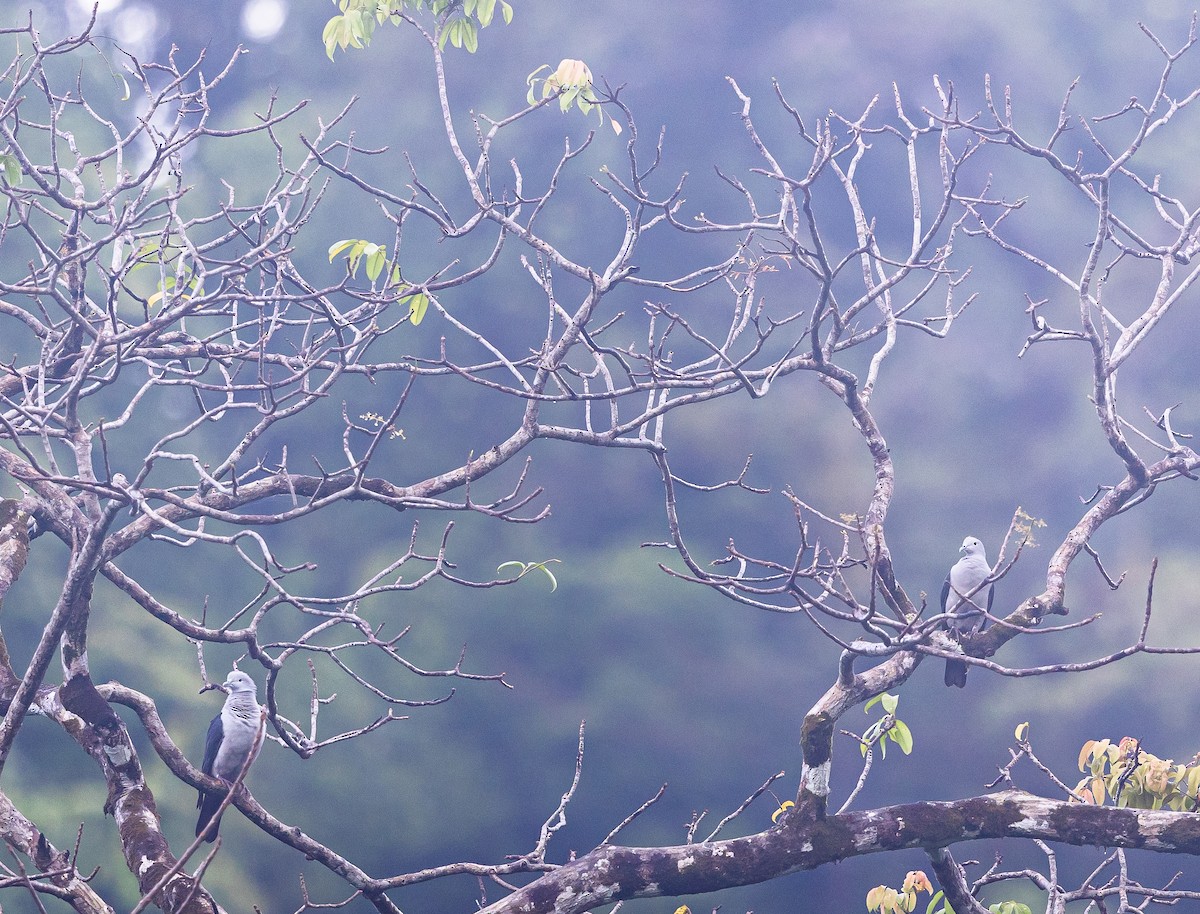 Nicobar Imperial-Pigeon - ML543494871