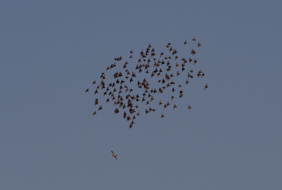 Spotless Starling - ML543495031