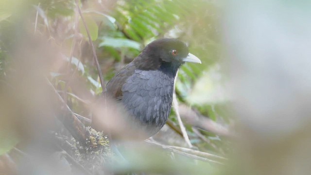 Pale-billed Antpitta - ML543495591