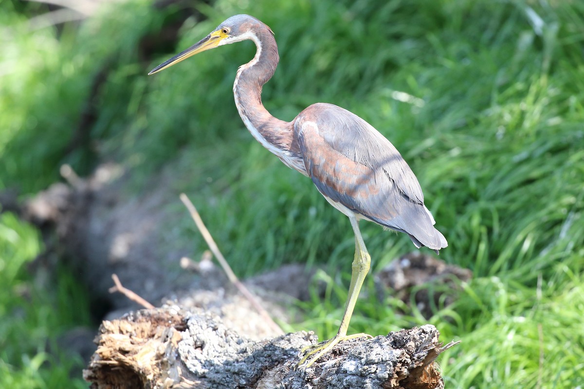 Tricolored Heron - Kim Weeks