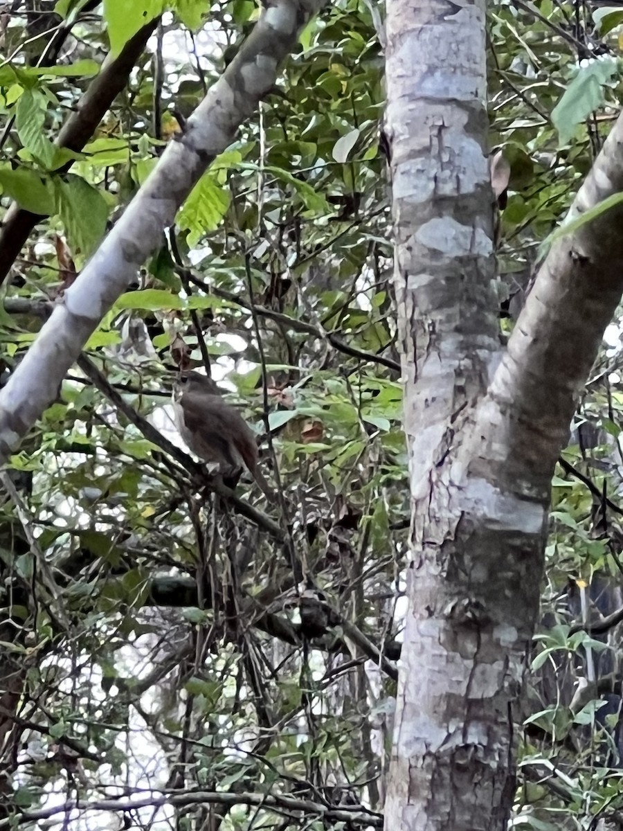 Hermit Thrush - ML543496881