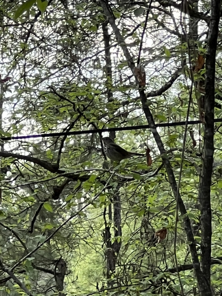 Hermit Thrush - ML543496891
