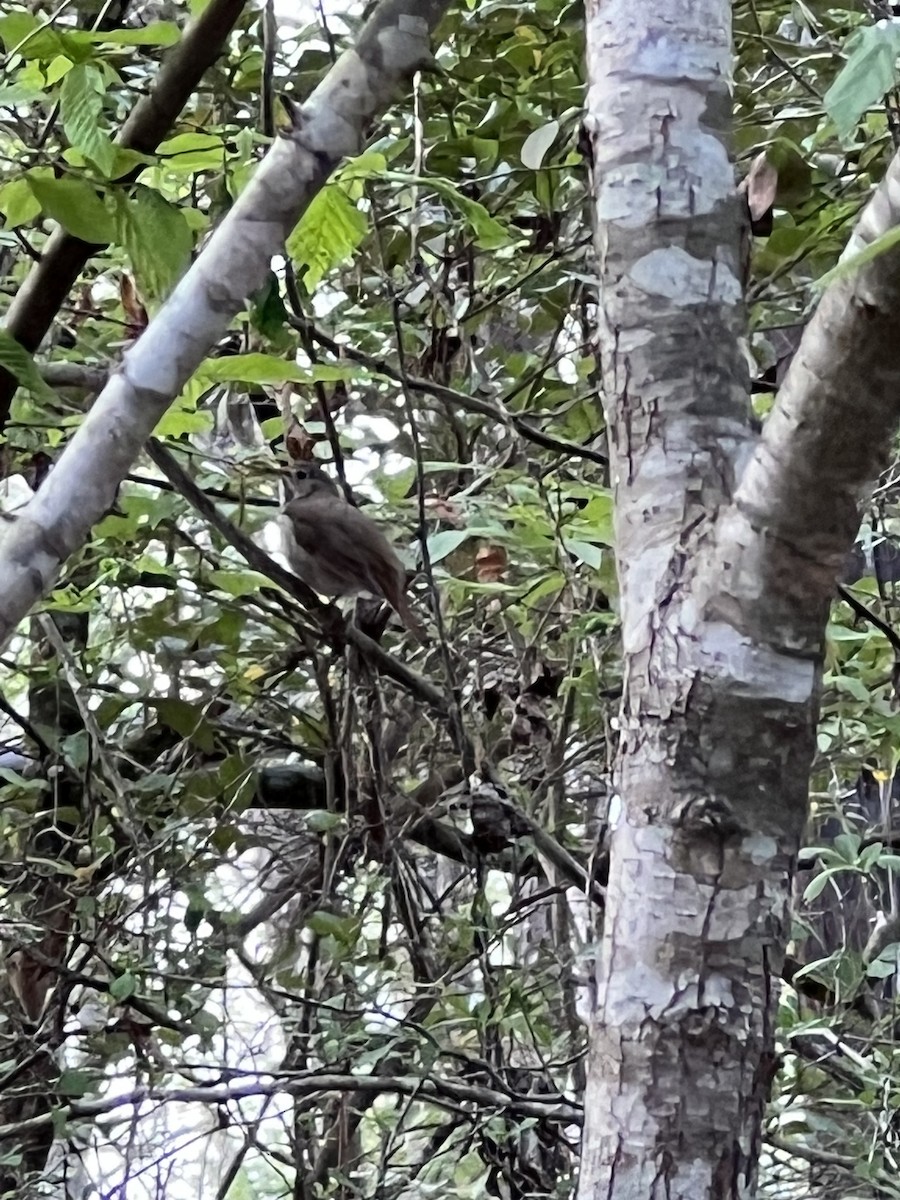 Hermit Thrush - ML543496901