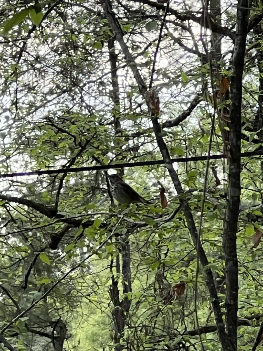 Hermit Thrush - ML543496911