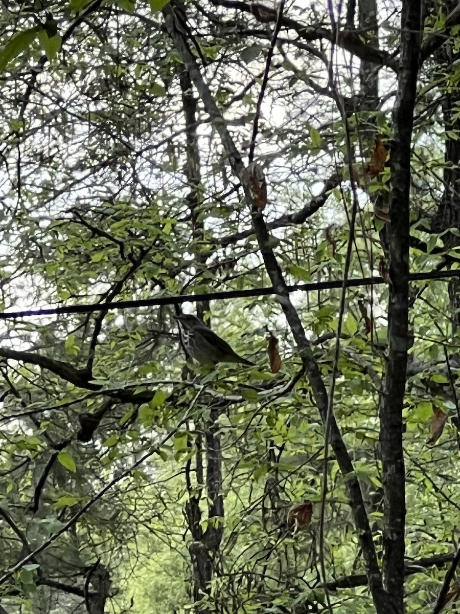 Hermit Thrush - ML543496921