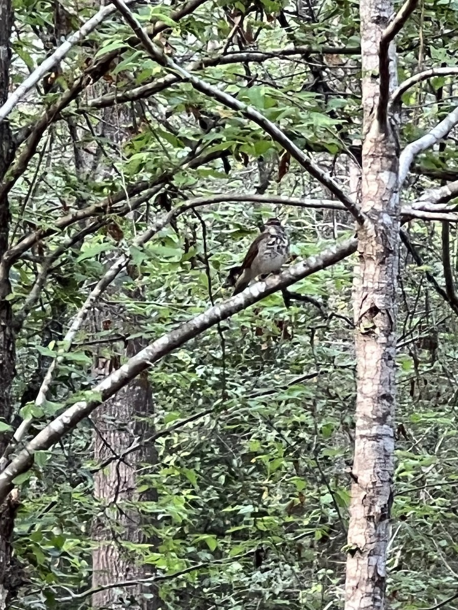 Hermit Thrush - ML543496931