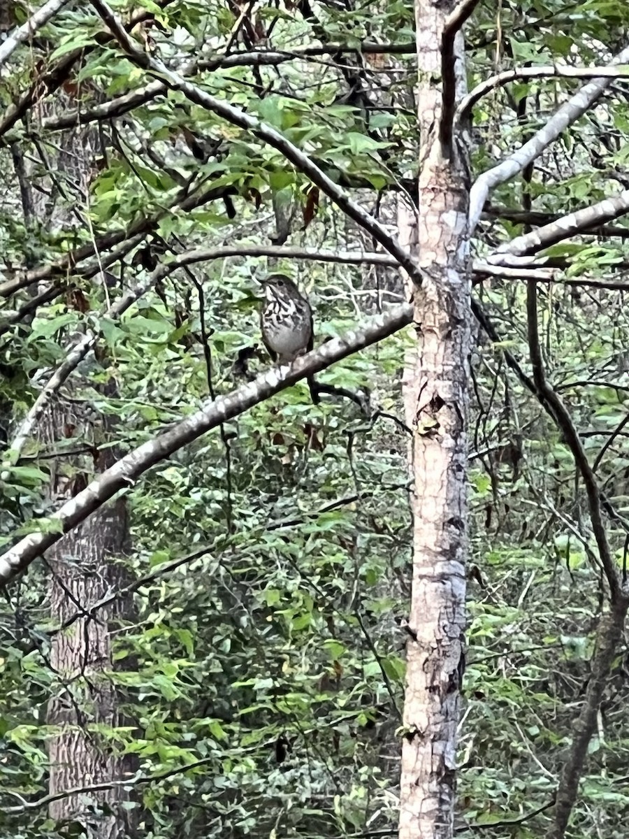Hermit Thrush - ML543496951