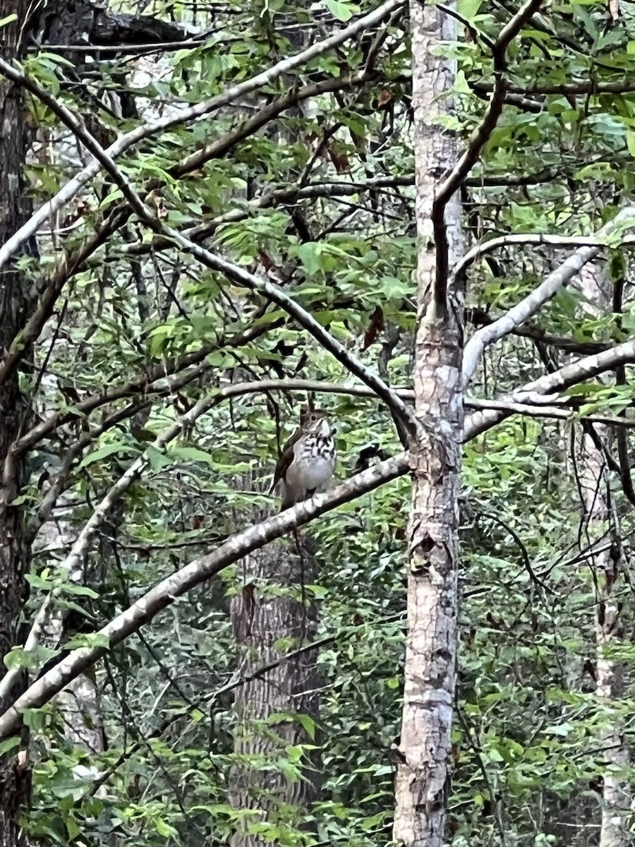 Hermit Thrush - ML543496961