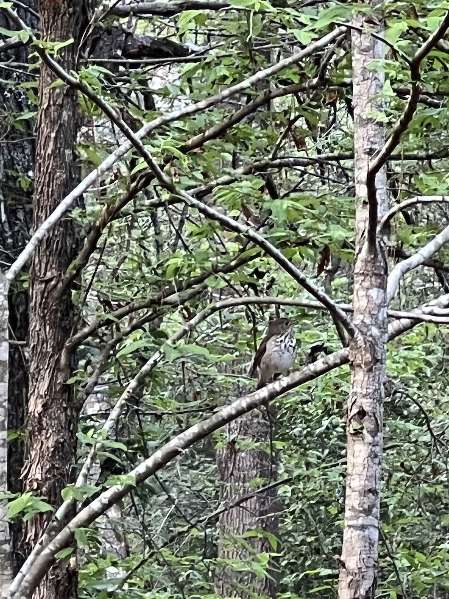 Hermit Thrush - ML543496971