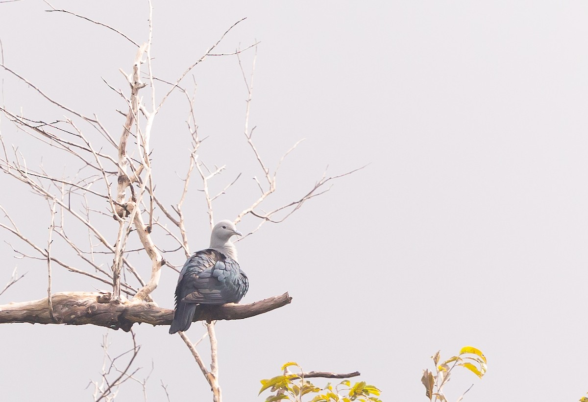 Nicobar Imperial-Pigeon - ML543497021