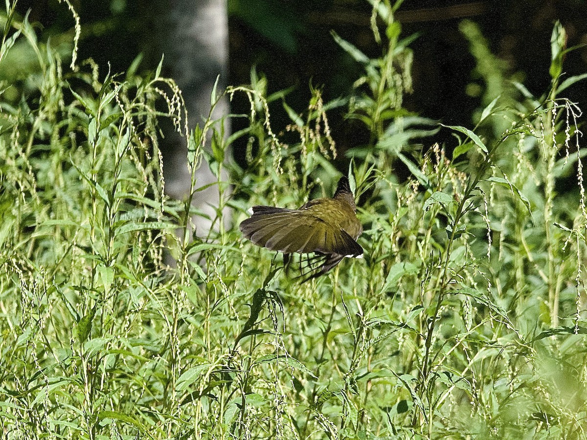 Eastern Whipbird - ML543497811