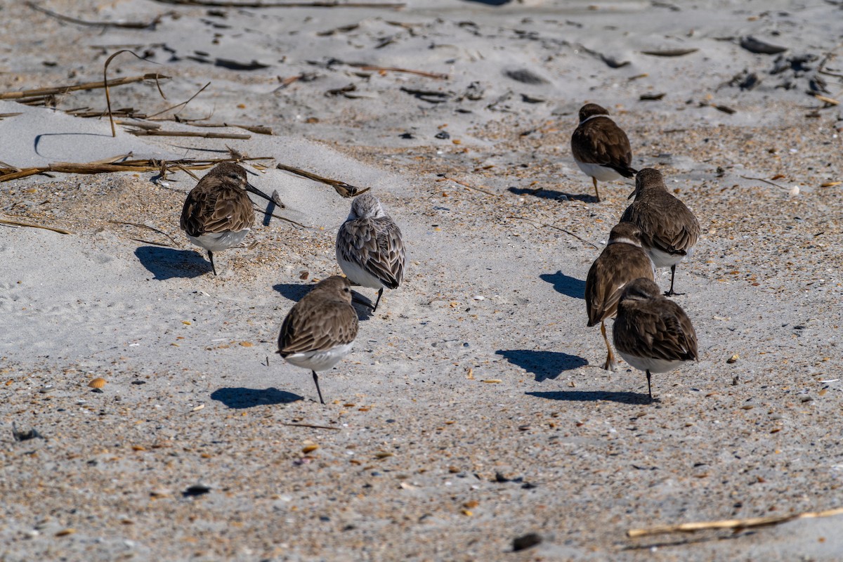 Semipalmated Plover - Tom Ramsey