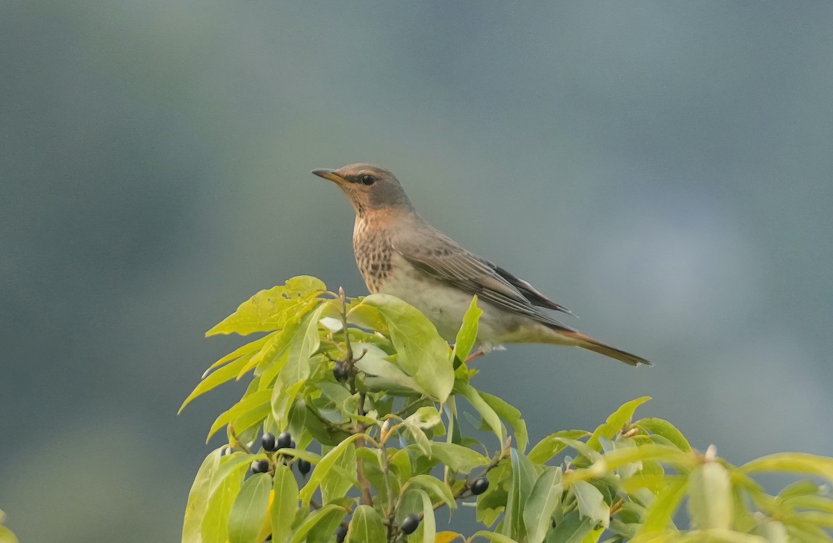 Red-throated Thrush - ML543498681