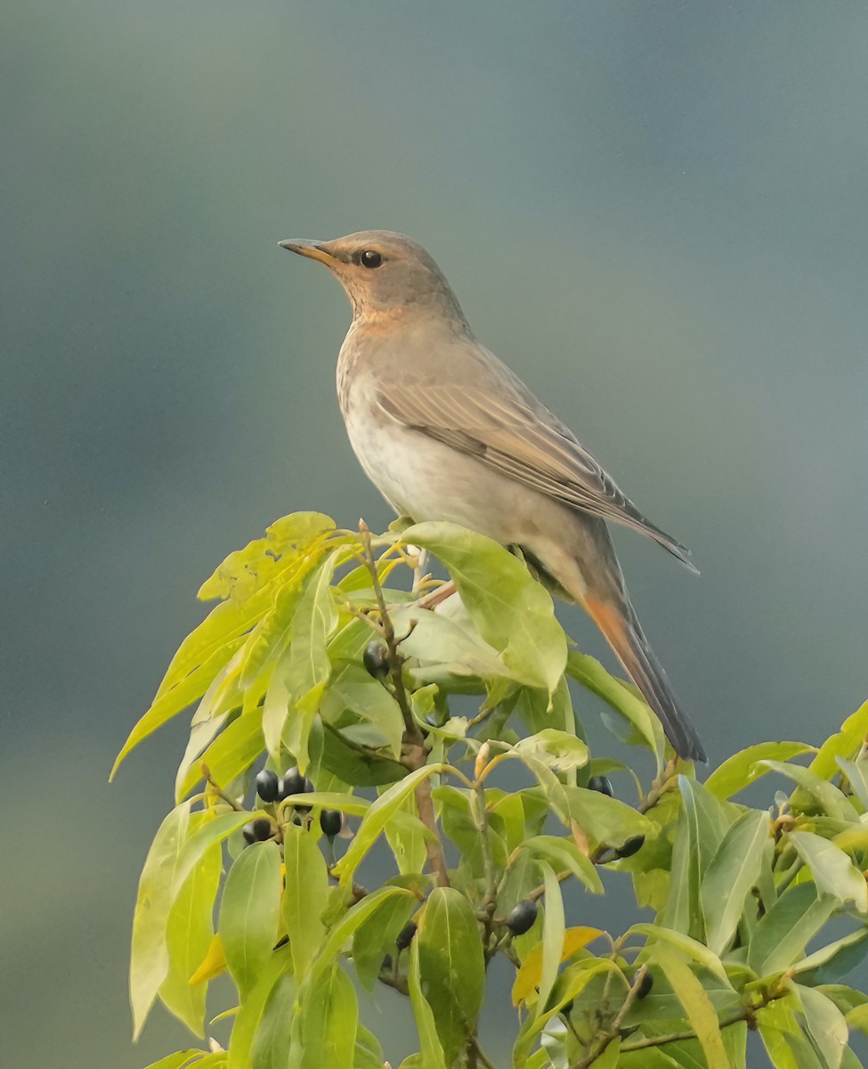 Red-throated Thrush - ML543498701