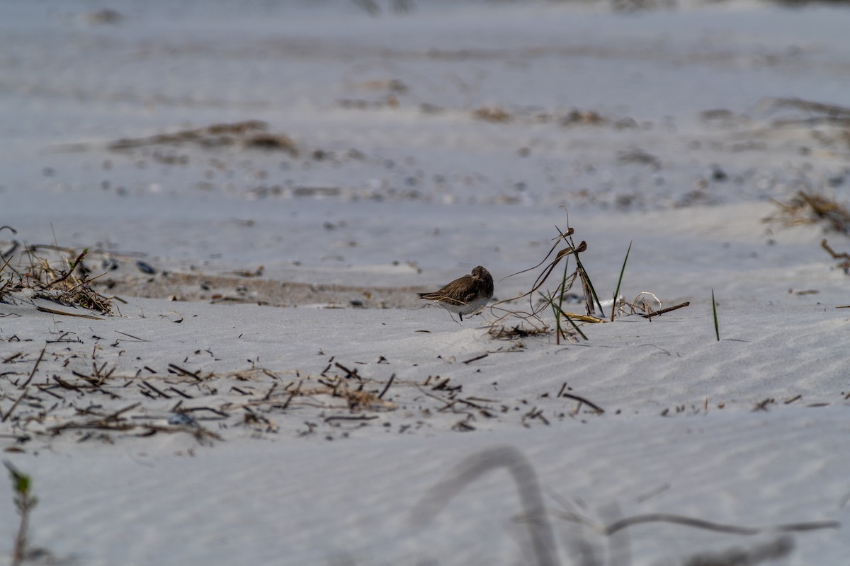 Savannah Sparrow - Tom Ramsey