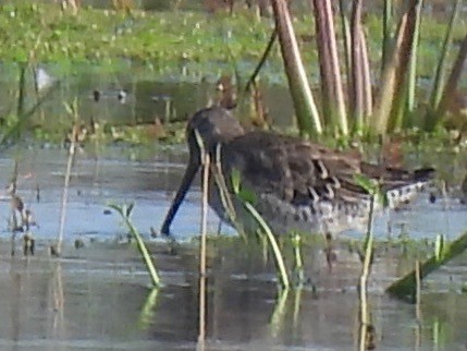 Long-billed Dowitcher - barbara segal