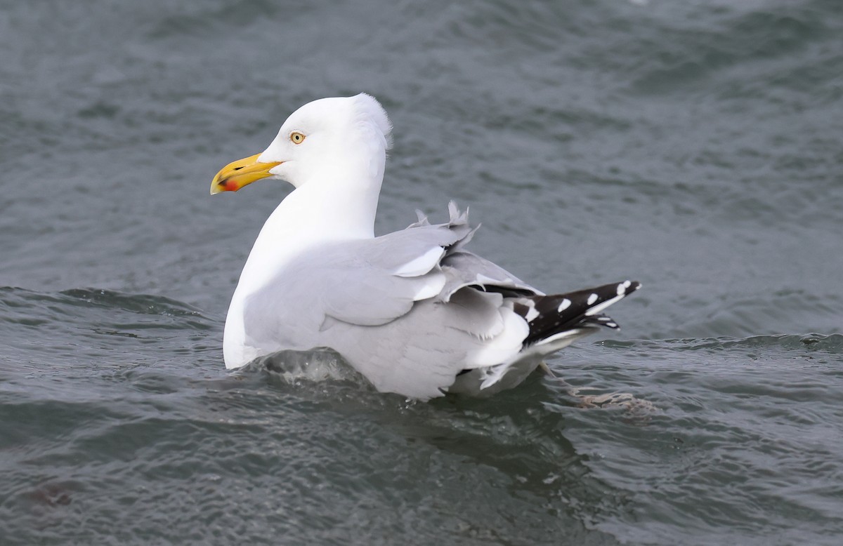 Gaviota Argéntea - ML543500311