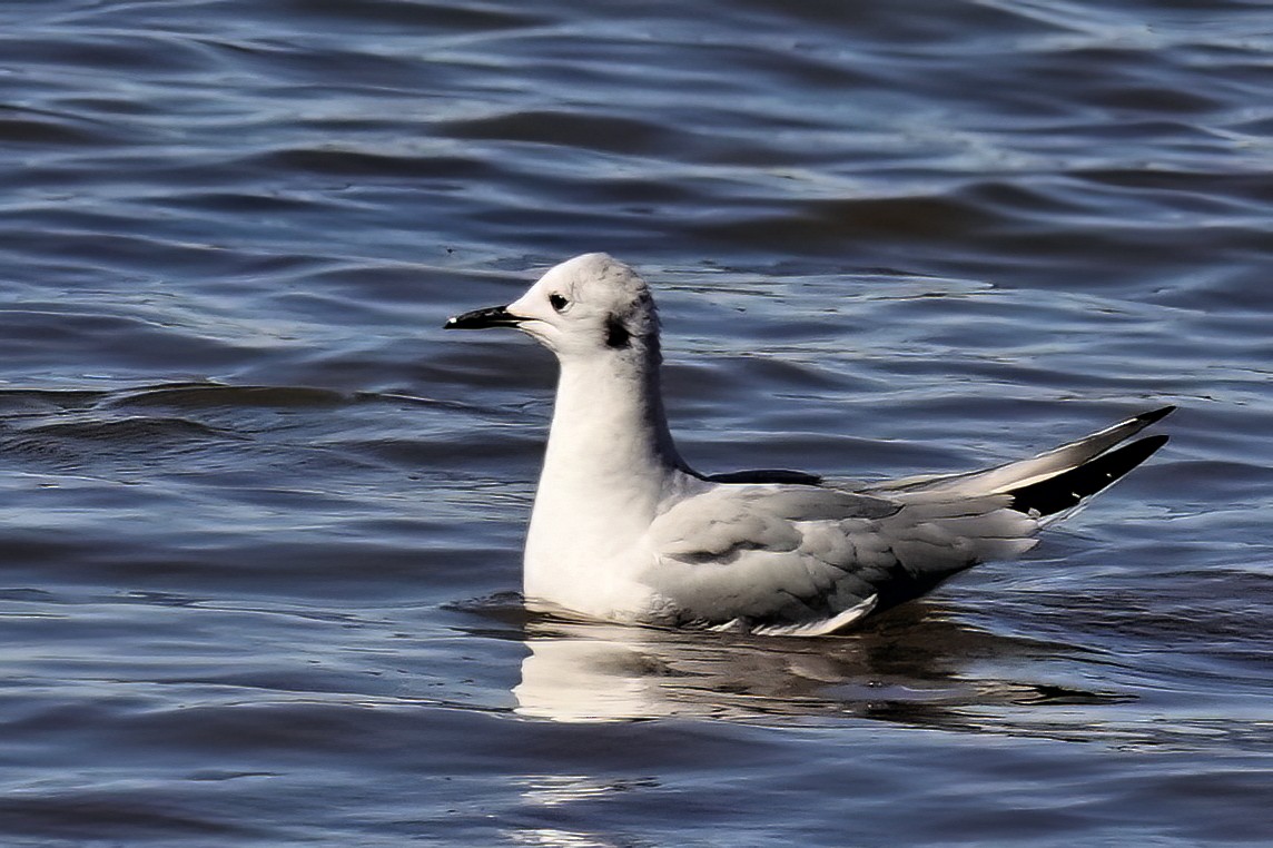 Bonaparte's Gull - ML543502051