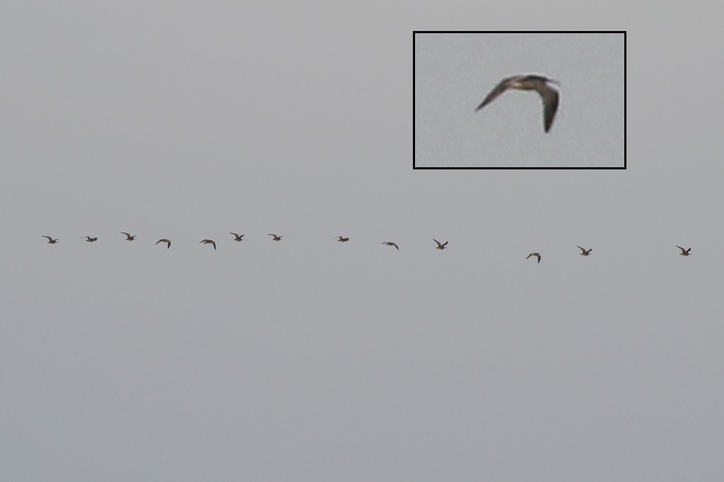 koliha malá (ssp. phaeopus) - ML54350321