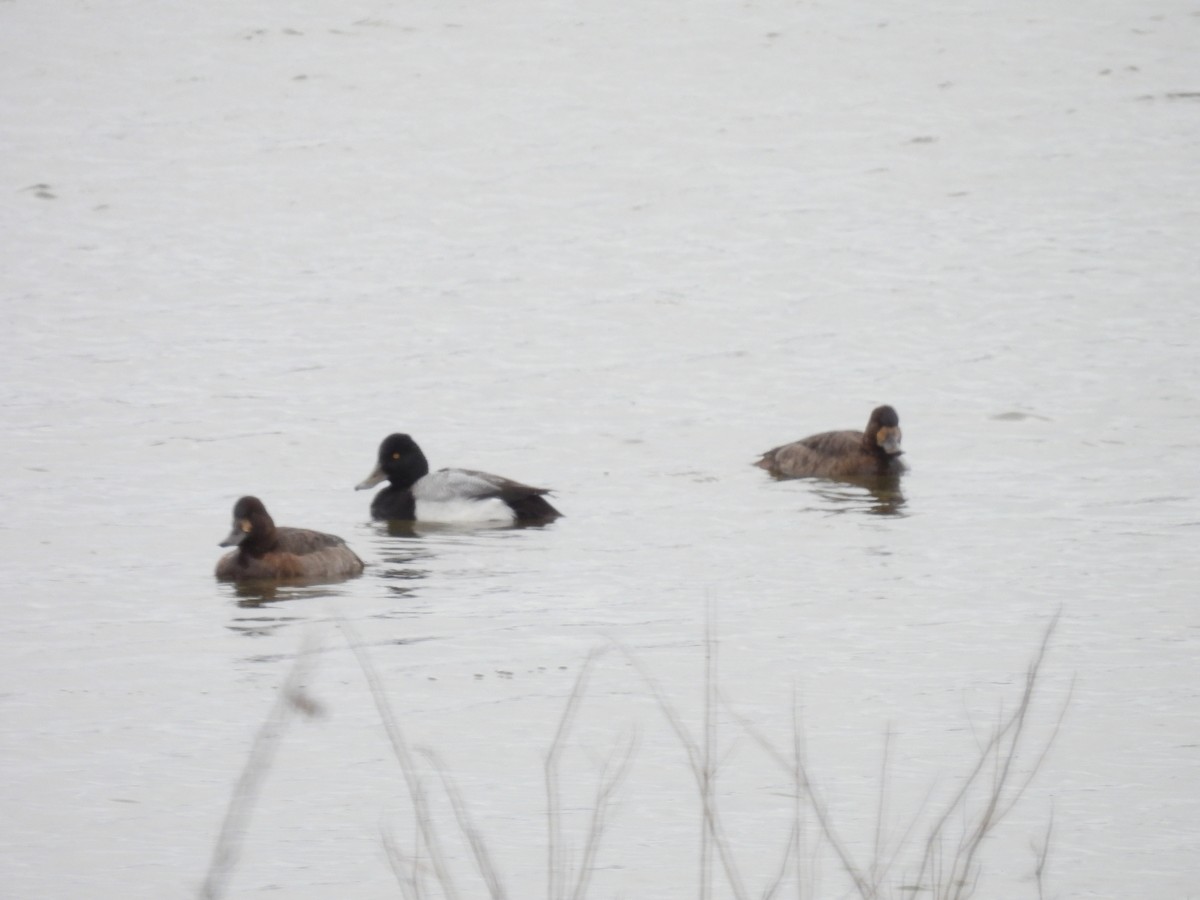 Lesser Scaup - ML543503501