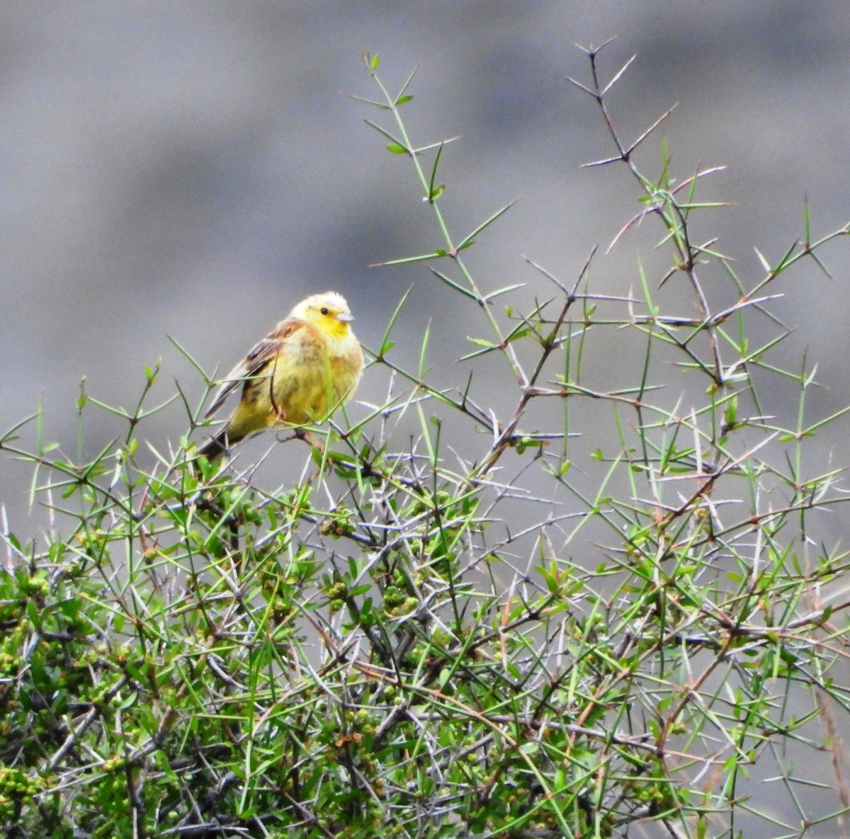 Yellowhammer - ML543504451