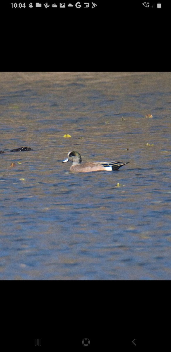 American Wigeon - ML543504541