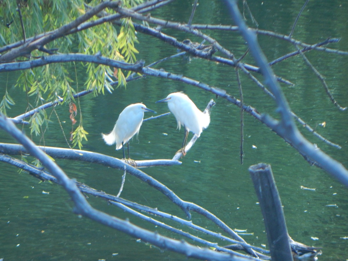 Snowy Egret - ML543504981